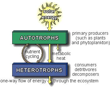 3. Autotrophs are organisms that are able to use the source of energy, such as sunlight, to produce food directly from