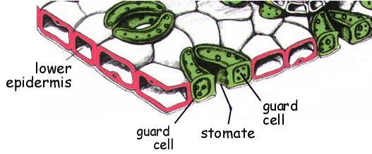 C. Stomates & Guard Cells 1.