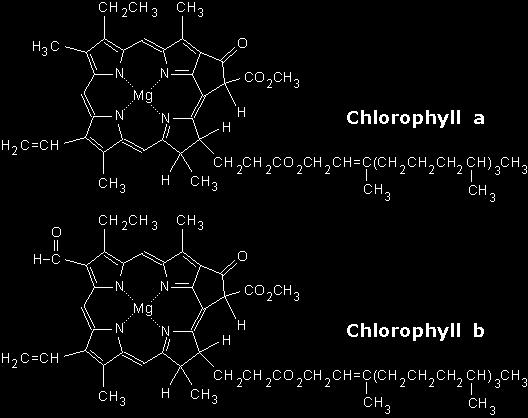 4. 2 types of chlorophyll: chlorophyll a