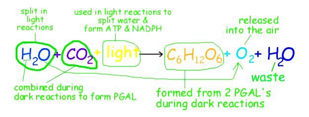 IV. Summary of Photosynthesis A.