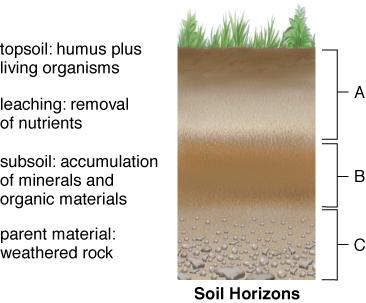 ! C (weathered rock) Because parent material and climate differ, soil profile varies according to particular ecosystem.