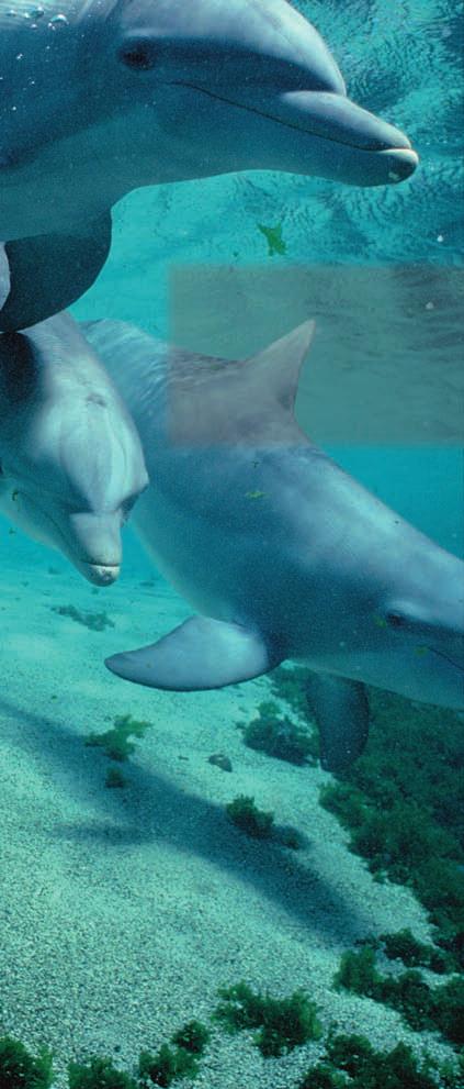CHAPTER 12 Sound Ray Some marine mammals, such as dolphins, use sound waves to locate distant objects.