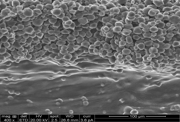 sem images of cross linked nanochitosan with methyl cellulose shows roughness in the surface.