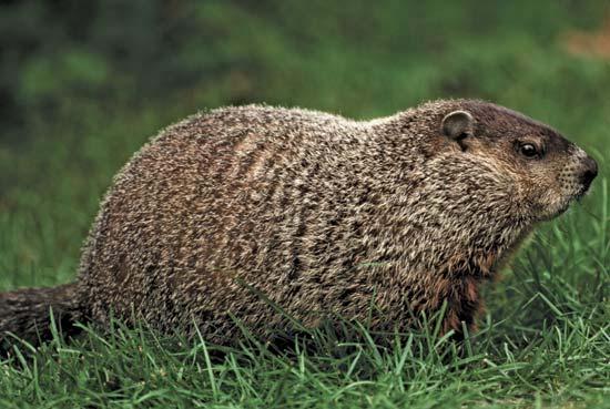 More on Groundhogs Name Directions: Read the information, below, on groundhogs. Then, to see how much you have learned, write 5 facts you learned about these interesting animals.