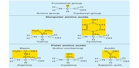 Acids Are made of long chains of amino acids 20 different amino acids can be used Amino acids contain an