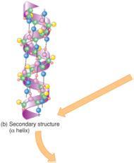 Proteins - Structure Proteins - Structure Can be described at four levels Primary