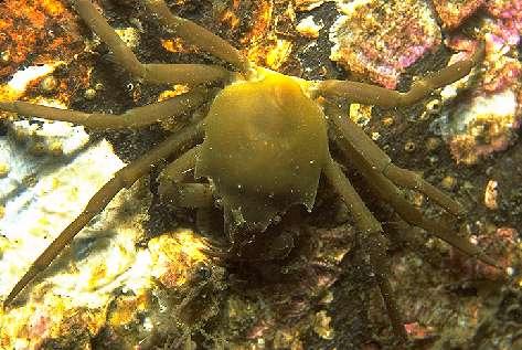 What helps this kelp crab survive?