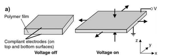 Electro-active actuators DE advantages: Simplicity of structure Low mass/inertia Robustness Noise free operation Similar to human actuation