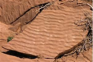 Sedimentary rock can gave the following