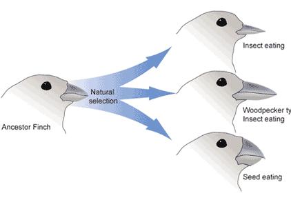 Speciation and Common Descent What is happening? Can you think of what would cause this?
