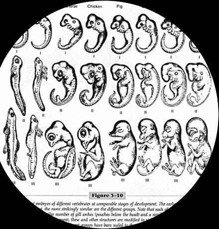 , segments, limbs) are similar in the embryo, but specialize and diverge in the