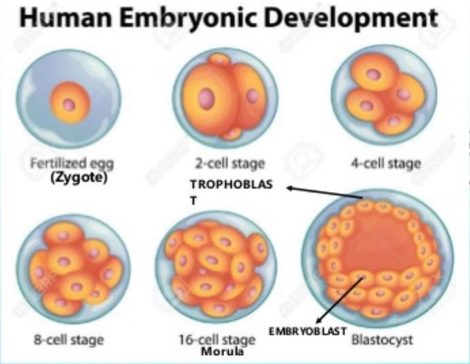 Principles of Embryology Adult variations appear at a rather late stage in development In larger, evolving groups, for example, the forelimbs might be legs in an ancestral
