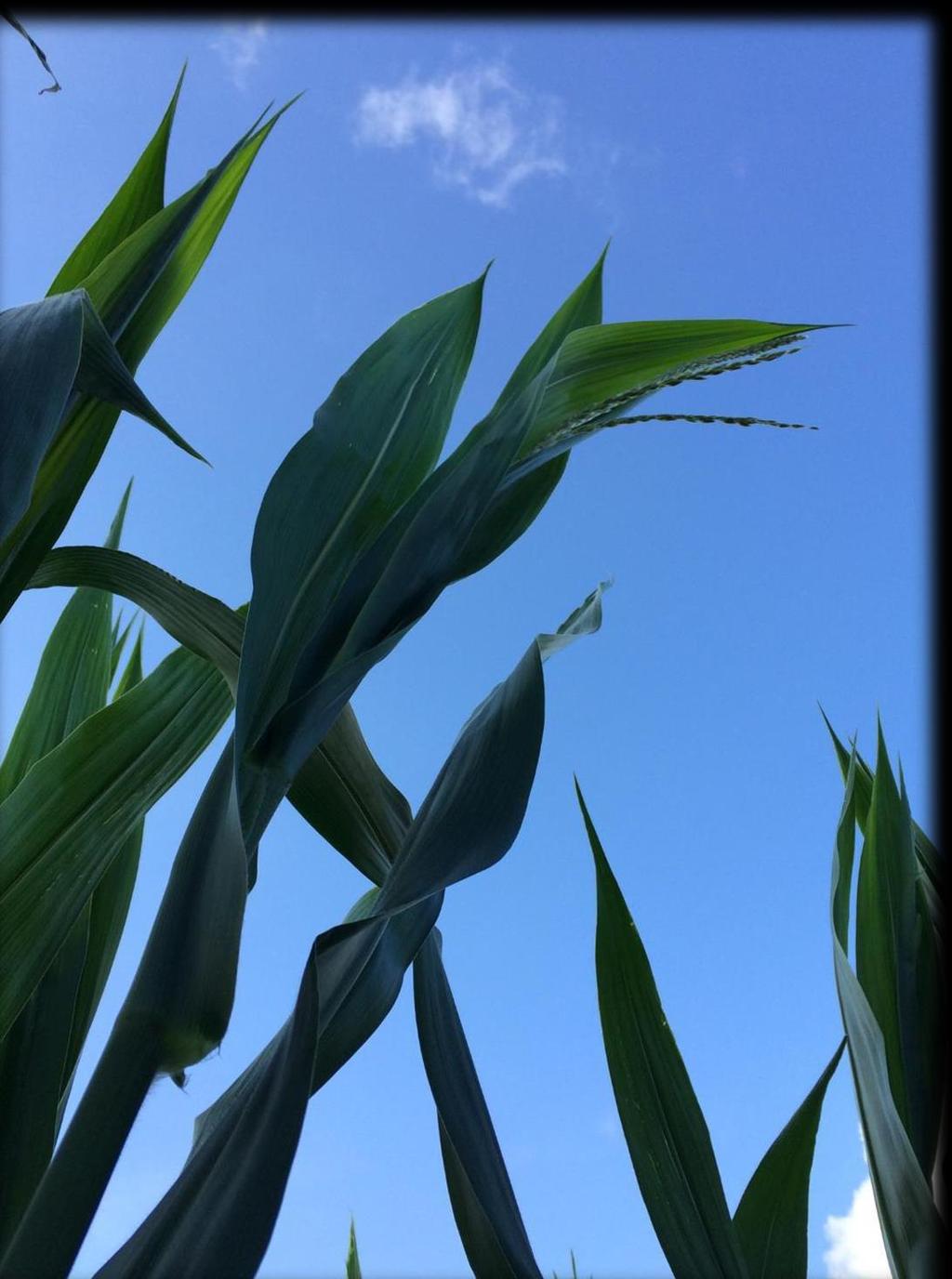 Points to Consider Issue 288 July 14, 2016 Winneshiek County, IA: Tassels starting to show on July 7, 2016 Weather risks are fully customized to each customer s need as a single peril that can be