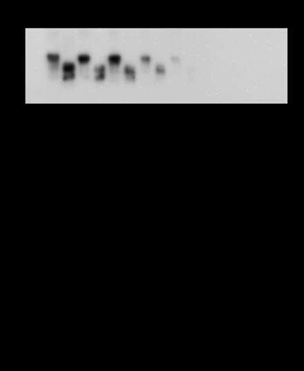 Binding of Infectious Prion from Infectious HaBH Tested with 0.