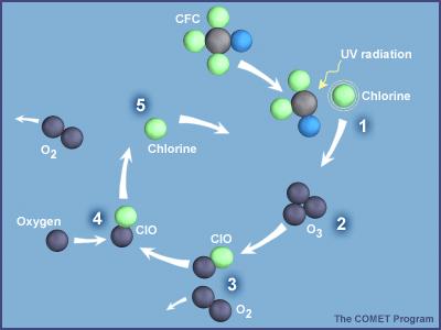 CFCs destroy ozone 1. UV radiation breaks off a chlorine atom from a CFC molecule. 2. The chlorine atom attacks an ozone molecule (O 3 