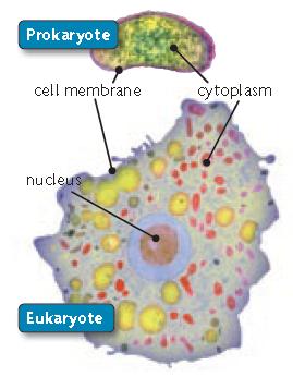 ! Prokaryotic cells lack a nucleus and most internal structures of eukaryotic cells.