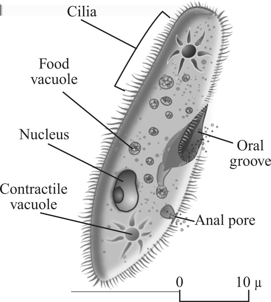 16. The picture below shows a paramecium. 18. Which of the following is an example of a prokaryotic organism? A. bacterium B. celery. horse. mushroom 19.