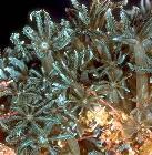 dinoflagellate lacks armored plates Corals, sponges, jellyfish,