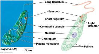 of Phylum Flagella (1 or 2) emerge from pocket at one end of