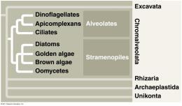 Chromalveolata Clade Alveolata Key trait of clade: membrane