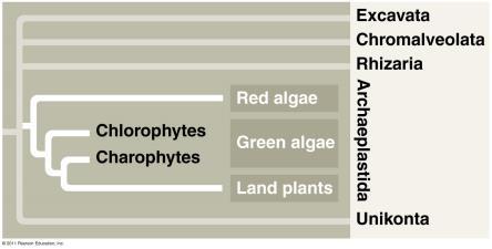 green algae Kelp forests Deeper water Primarily temperate zone