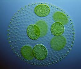 protozoa Multicellular Unicellular,