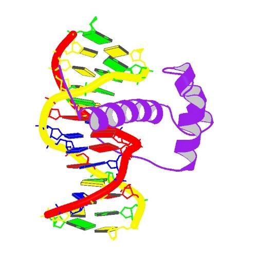 Local alignment: rationale Proteins are often multi-functional, and are composed of regions (domains), each of which contributes a particular function Example: ² Homeobox genes have a short region