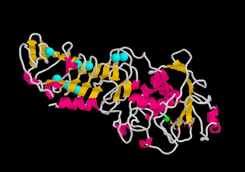 Modular protein organization 1KAP secreted calcium-binding