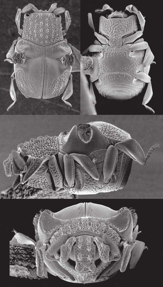 Chlamydopsinae (Insecta, Coleoptera, Histeridae) from Vanuatu A B C D FIG. 12. Eucurtiopsis pascali n. sp.