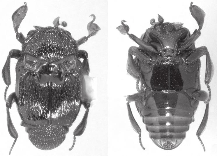 Tishechkin A. K. A B FIG. 2. Chlamydopsis caterinoi n. sp., habitus: A, dorsal view; B, ventral view. Scale bar: 1 mm. Genus Chlamydopsis Westwood, 1869 Chlamydopsis caterinoi n. sp. (Figs 2-4) HOLOTYPE.