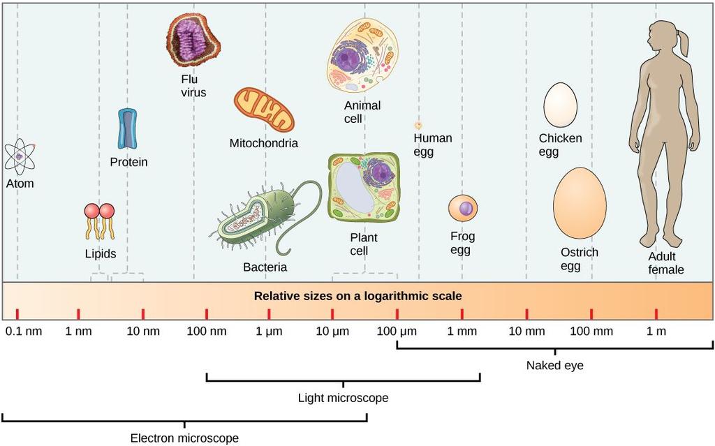 This figure shows relative sizes of microbes on a logarithmic scale. Small size, in general, is necessary for all cells, whether prokaryotic or eukaryotic. Let s examine why that is so.