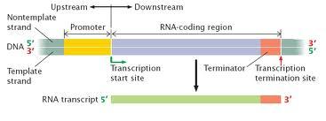 Gene Regions Any DNA segment that encodes some protein production must include