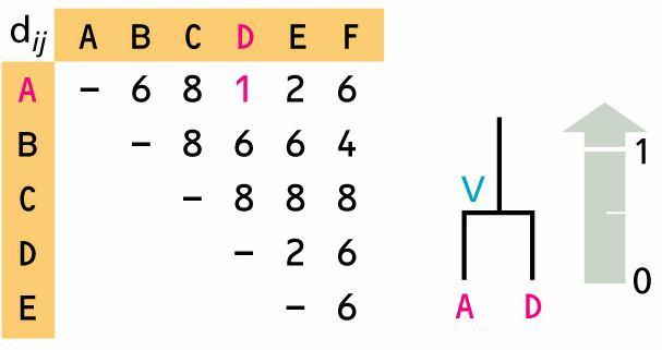 UPGMA: Example (1 st Iteration) Sequences A and D are the closest and are combined to create a new cluster V of