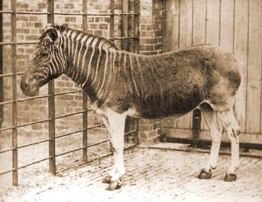Importance of Phylogeny How many genes are related to my favorite gene? Was the extinct quagga more like a zebra or a horse?