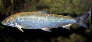 related fish species