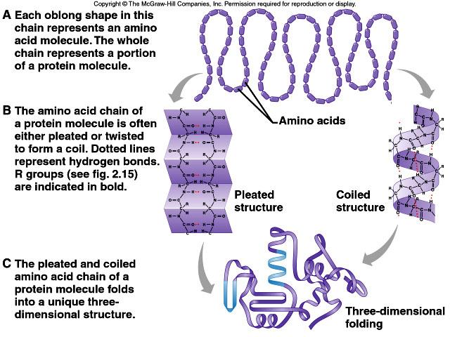 3. Proteins: b. Proteins contain C, O, H, and nitrogen atoms; some also contain sulfur. c. Building blocks of proteins are the amino acids, each of which has a carboxyl group, an amino group and a side chain called the R group.