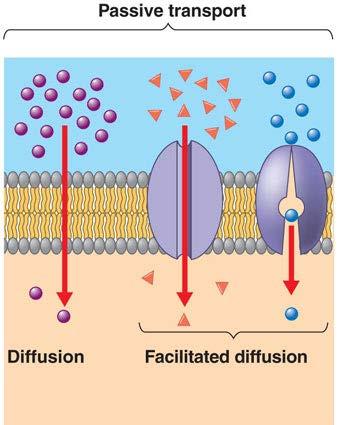 Facilitated Diffusion proteins help diffusion happen!