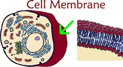 Plasma/Cell Membrane regulates what