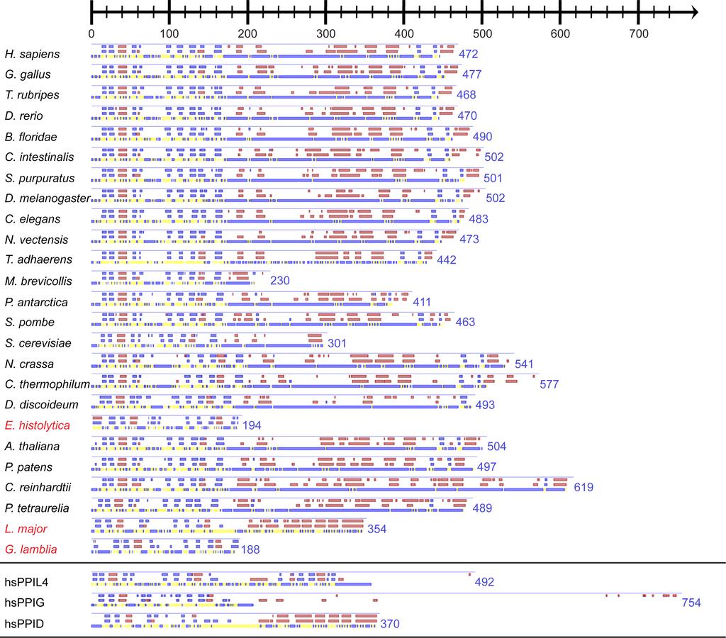 Figure S4. Secondary structure prediction of Cwc27 proteins.