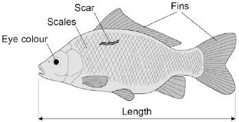 4 Figure shows a fish called a carp.