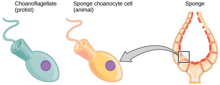 OpenStax-CNX module: m44658 2 Figure 1: Cells of the protist choanoagellate resemble sponge choanocyte cells.