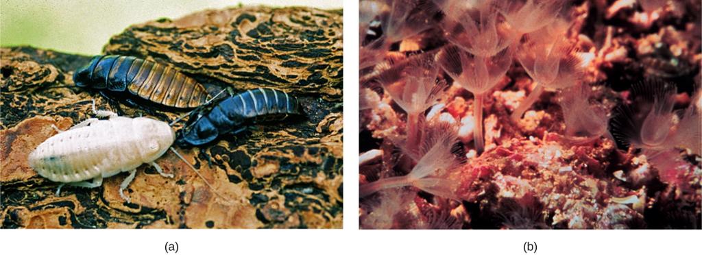 OpenStax-CNX module: m44658 3 Figure 2: Animals that molt their exoskeletons, such as these (a) Madagascar hissing cockroaches, are in the clade Ecdysozoa.