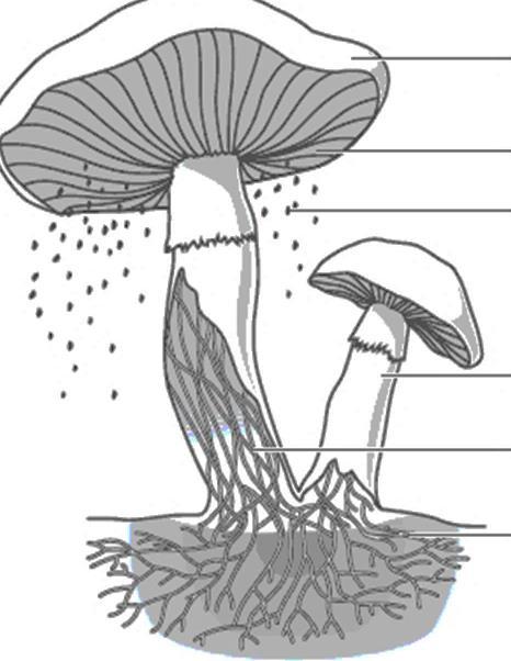 I. Introduction to Fungi (4A, 4B, 8A, 8C) (pg. 576) a) Main Idea: Fungi are unicellular or multicellular eukaryotic that are. b) Fungi produce that form a netlike mass called a.