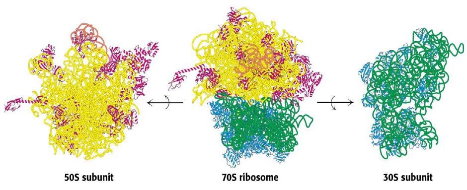 THE RIBOSOME mitochondrial 50S subunit 70S ribosome 30S