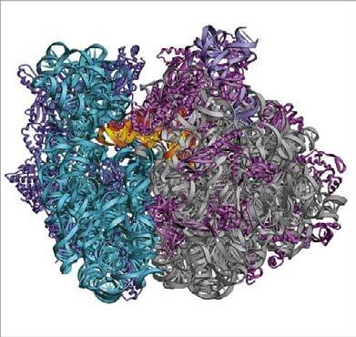 RIBOSOME IS a RIBOZYME with a PEPTIDYL TRANSFERASE (PT) ACTIVITY No ribosomal protein with a PT activity Drugs (chloramphenicol) that inhibit PT bind to the 25S rrna (PT loop) Mutations that provide