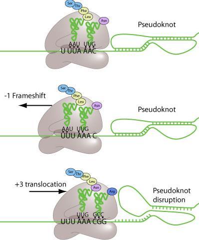 translation proteins encoded by two