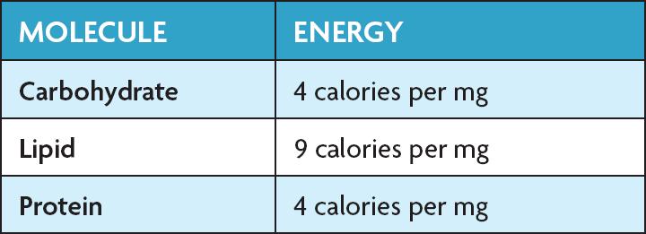 4.1 Chemical Energy and ATP Fats store the most energy.