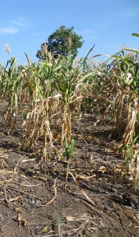 The articles talk about the volatile weather with too much rain early in most of the Midwest and into Texas and then devastating heat and drought on row crops
