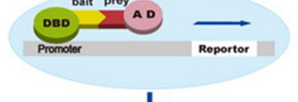 domains (prey and bait) interact, both are expressed as fusion proteins Bait is