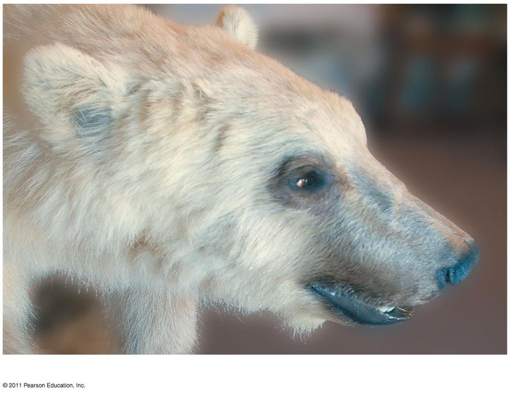However, gene flow can occur between distinct species For example, grizzly bears and polar bears can mate to